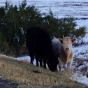 Cow