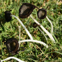 Ink cap