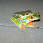 Red-Eyed Treefrog