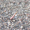 worker ant