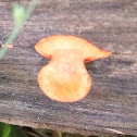 Cinnabar polypore
