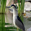 Black Crowned Night Heron