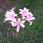 Naked Ladies