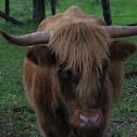 Highland cattle