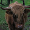 Highland cattle
