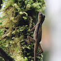 anole