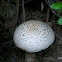 The Prince Mushroom