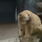 Polar bear