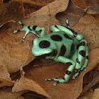 Green-black poison dart frog