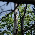 Red-bellied Woodpecker in nest