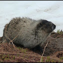 Hoary Marmot