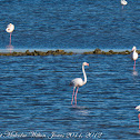 Greater Flamingo; Flamenco