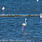 Greater Flamingo; Flamenco