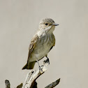 Spotted Flycatcher
