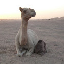 Arabian Camel
