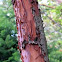 Pacific Madrone