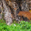 Bushbuck