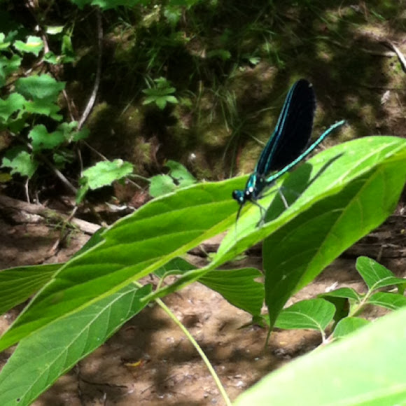 Spotting Image 1