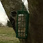 Downy Woodpecker