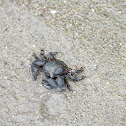 Dungeness Crab