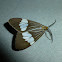 Nyctemera Tiger Moth