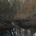 American Beaver