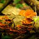 False Turkey Tail