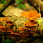 False Turkey Tail