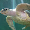 Tortuga golfina