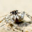 Jumping Spider