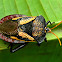 giant shield bug