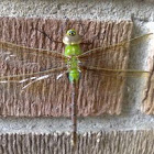 dragon fly