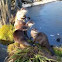 European Otter
