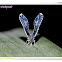 Derbid Planthopper