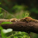 Indian Palm Squirrel