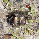 Mangrove Tree Crab