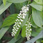 Virginia Sweetspire