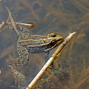 Marsh Frog