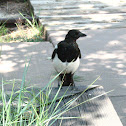 Black-billed Magpie