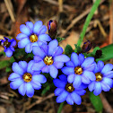 Gentiana loureiroi (華南龍膽)
