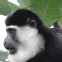 colobus monkey