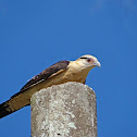 Yellow-headed Caracara