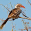 Red-Billed Hornbill