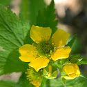 Large-Leaved Avens