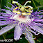 Purple Passionflower