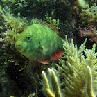 Redband Parrotfish ( juvenile)