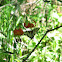 Western Tiger Swallowtail
