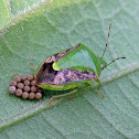 Green Shield Bug