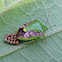 Green Shield Bug