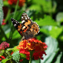 Painted lady